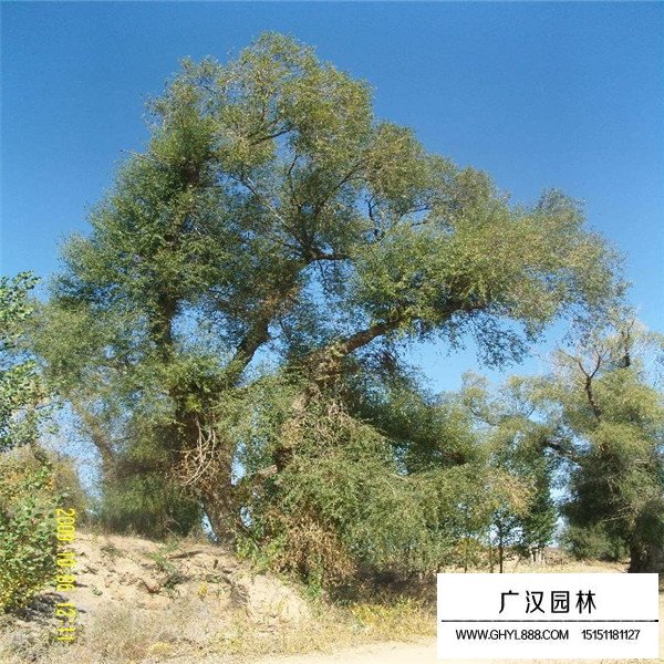 怪柳介紹(圖3)