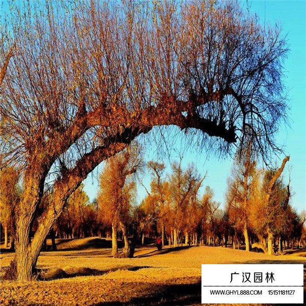 怪柳介紹(圖4)