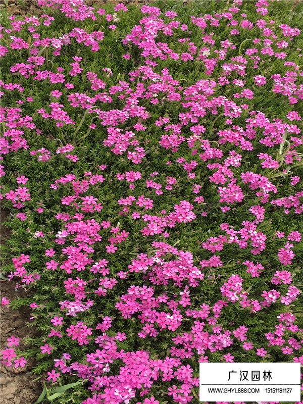 常夏石竹的花期果期(圖2)