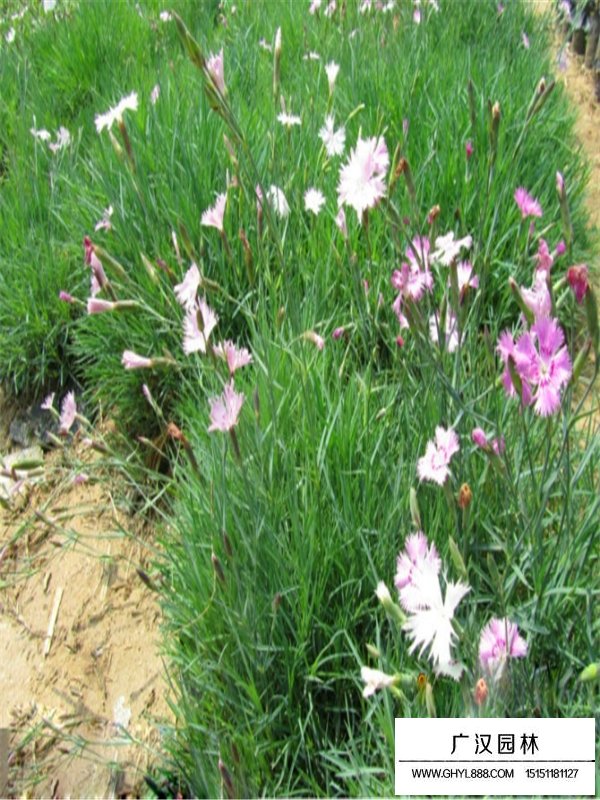 常夏石竹的開花日期和果期(圖2)