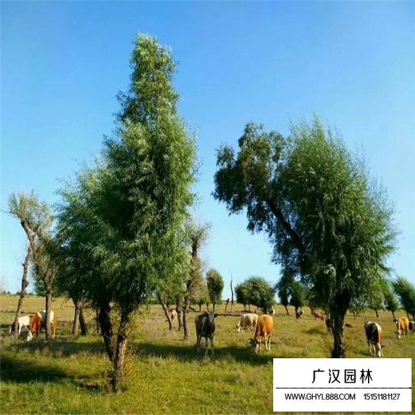 怪柳病蟲害防治(圖3)