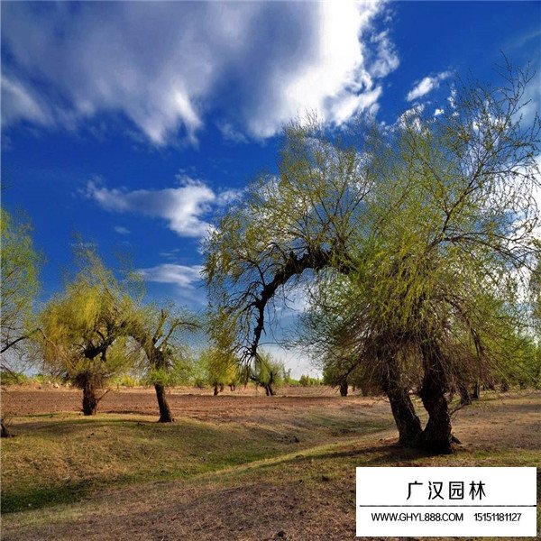怪柳的基地(圖1)