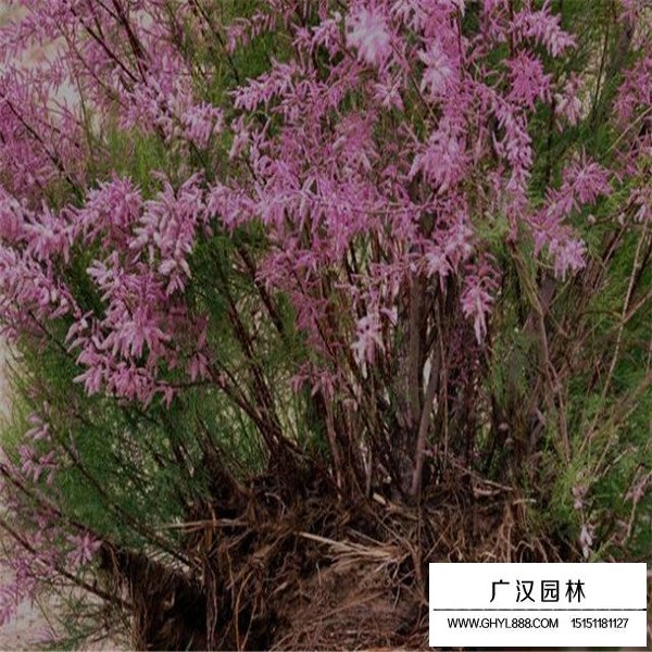 怪柳盆景怎么養護(圖4)