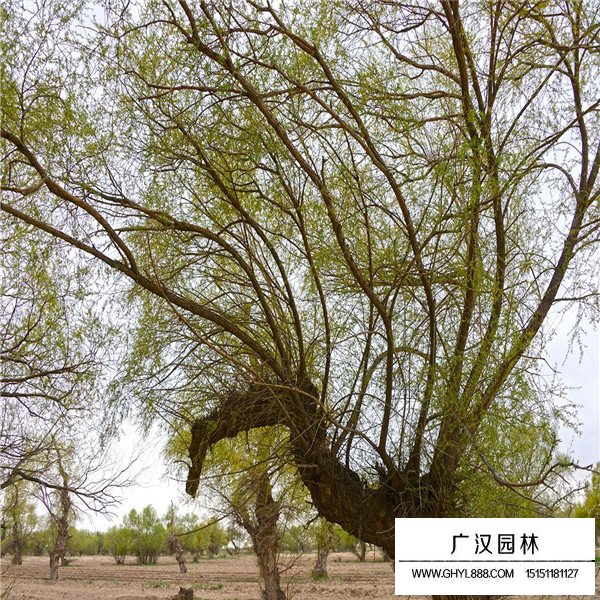 怪柳盆景怎么養(圖1)