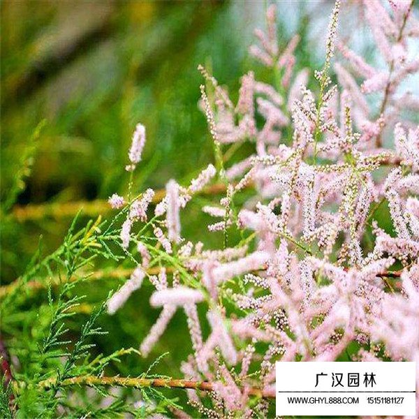 怪柳哪里散布最最多(圖1)