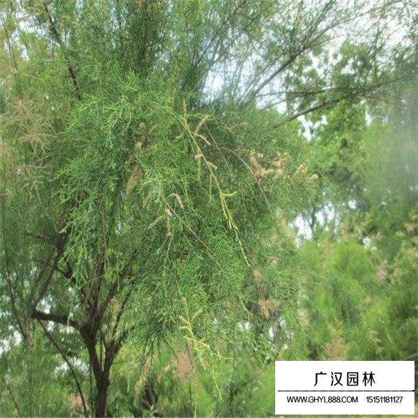 怪柳哪里散布最最多(圖3)