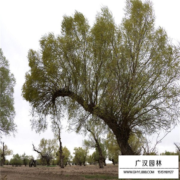 怪柳哪里散布最最多(圖4)