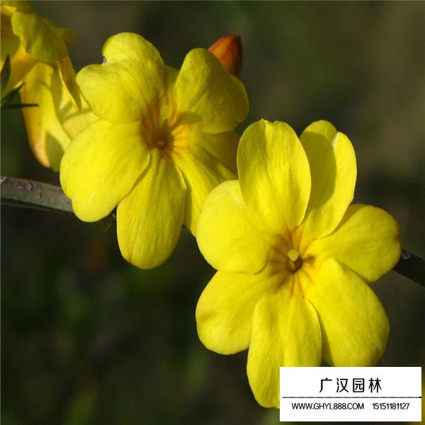 2020迎春花價格(圖1)