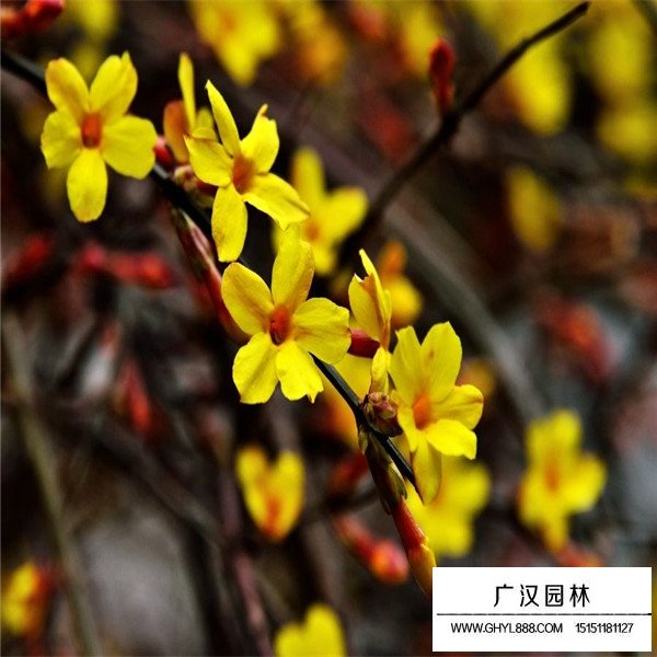 2020迎春花價格(圖2)