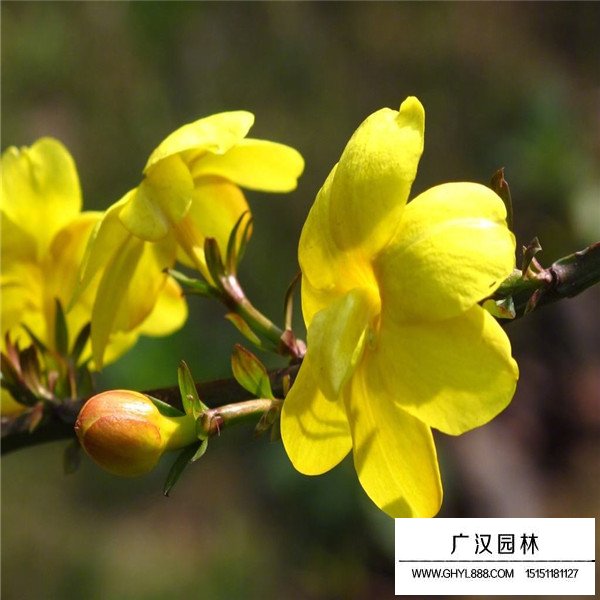 2020迎春花的價格(圖3)