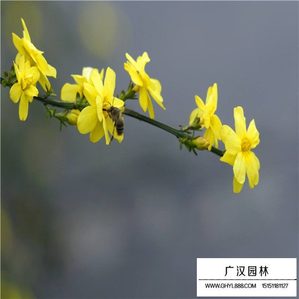 2020迎春花價格(圖3)