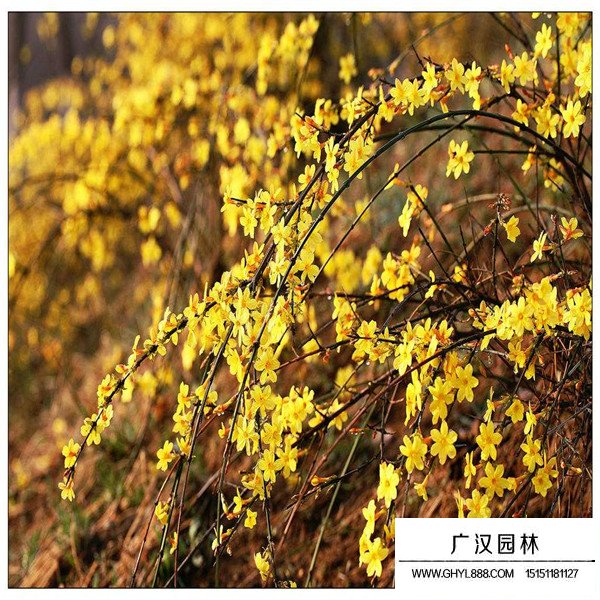 2020迎春花價格(圖4)