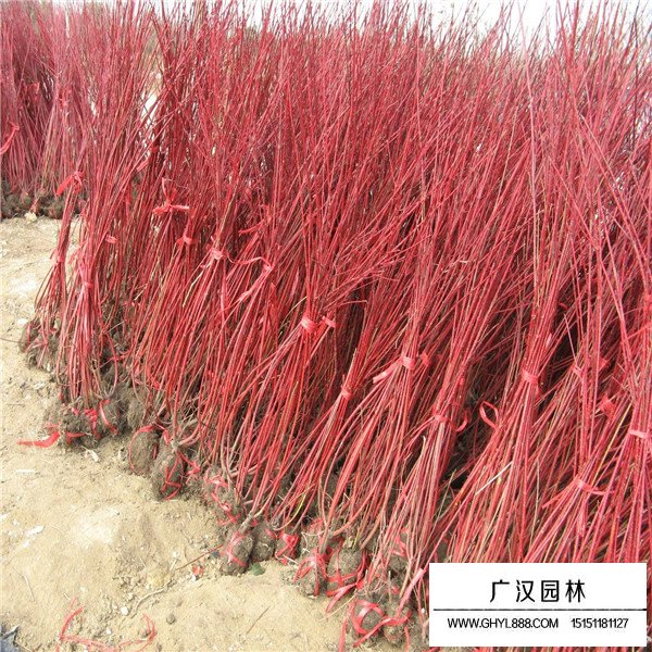紅端木價格(圖1)