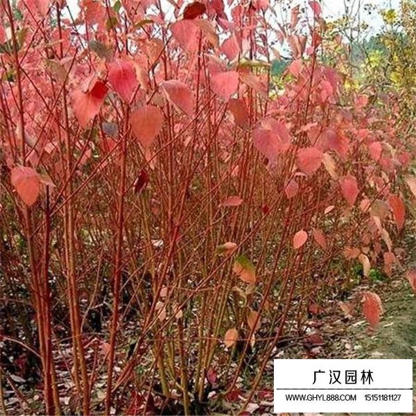 紅端木價格(圖2)