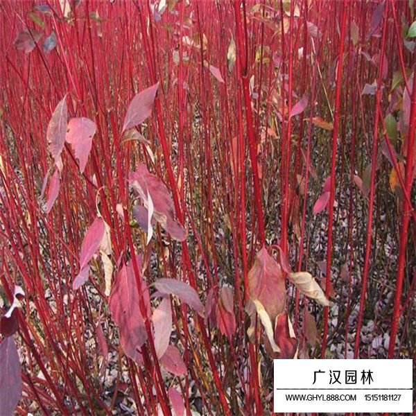 紅端木價格(圖3)
