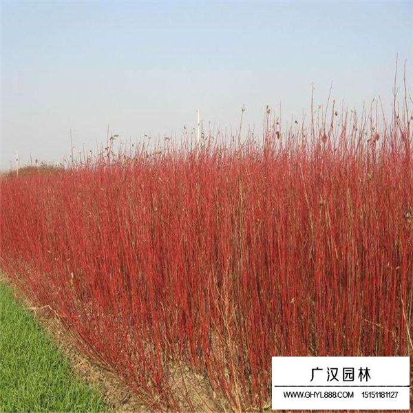 紅端木價格(圖4)