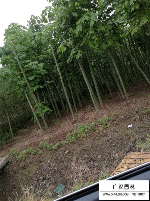 青銅樹苗采購(圖2)