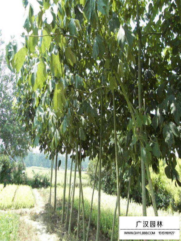 青銅樹苗的購買(圖3)
