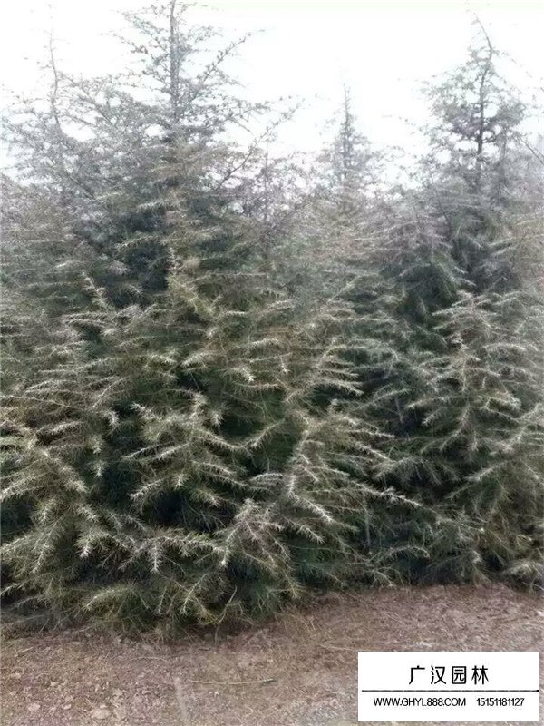 雪松的基地(圖1)