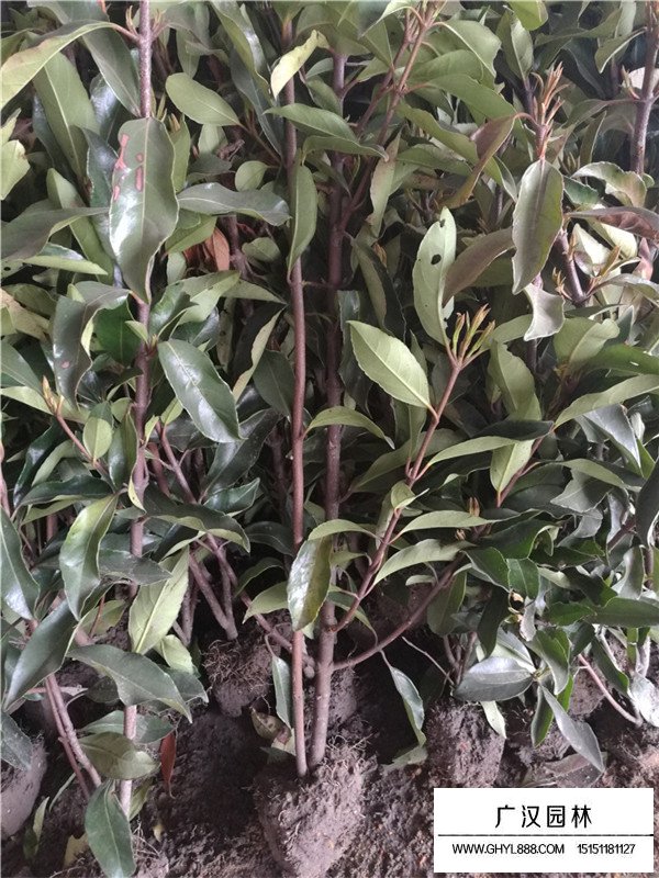 法國冬青的種植注意事項(圖1)