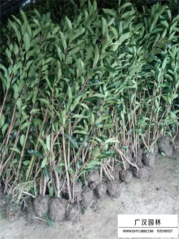 法國冬青的種植注意事項(圖2)