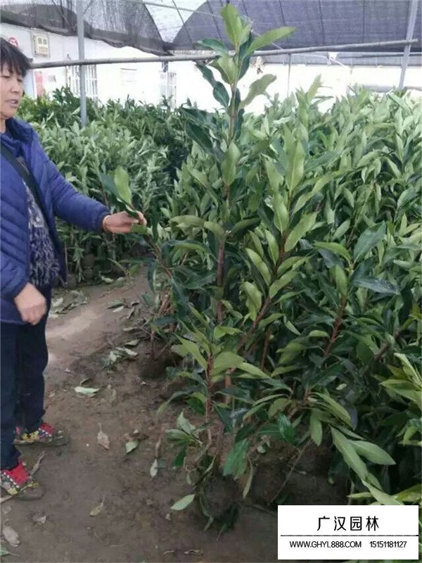法國冬青的種植注意事項(圖3)