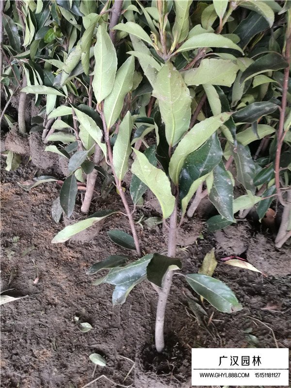 法國冬青種植要點(圖1)