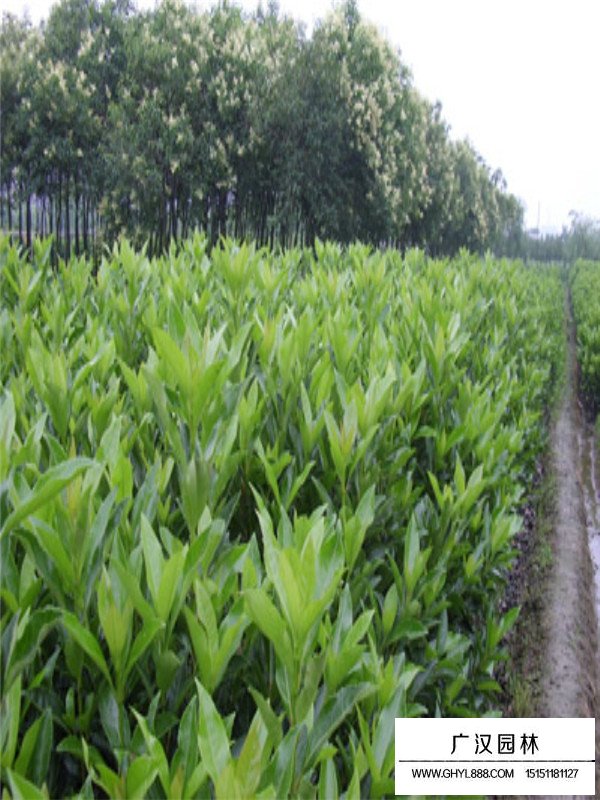法國冬青種植要點(圖3)