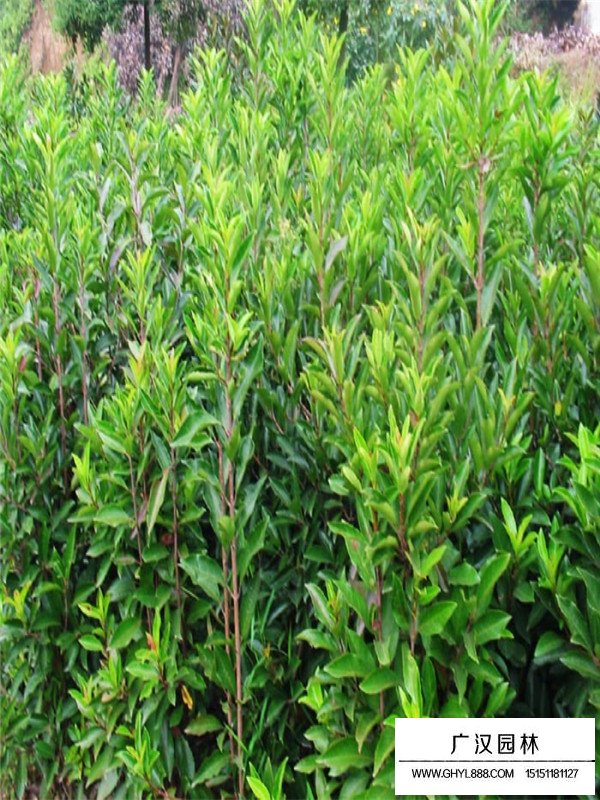 法國冬青種植要點(圖4)