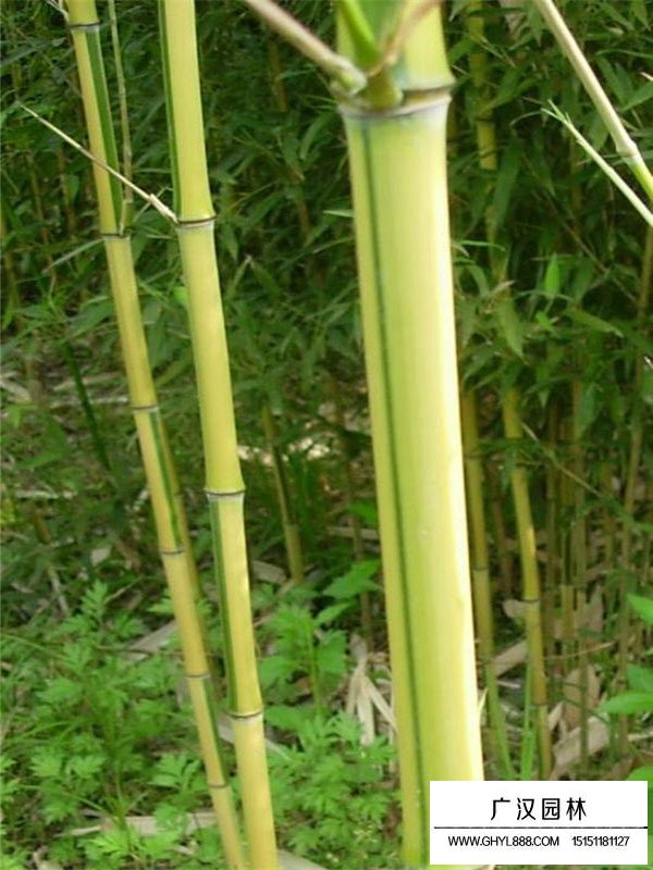 金鑲玉竹和紫竹價格(圖2)
