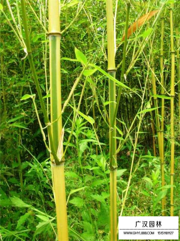 金鑲玉竹和紫竹價格(圖3)