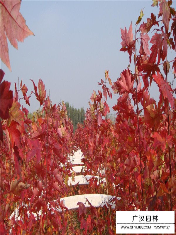 美國紅楓樹苗價格(圖1)