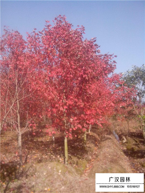 美國紅楓樹苗價格(圖3)