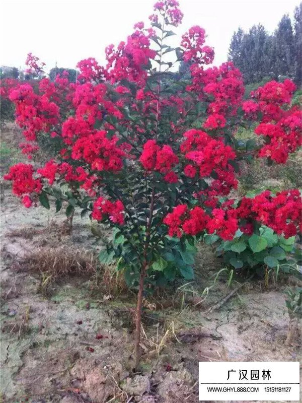 紅火球紫薇多少錢一顆(圖4)