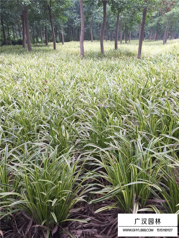 金邊萬年久價格(圖3)