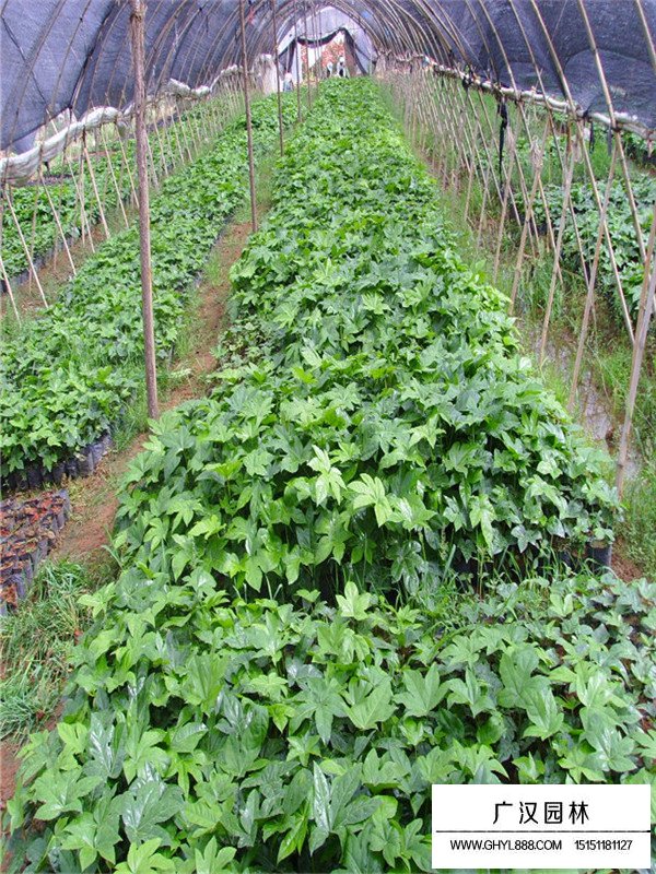 薔薇類與藤本植物的區分(圖3)