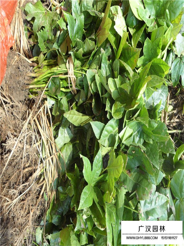 薔薇類與藤本植物的區分(圖4)