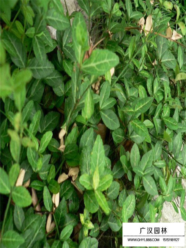 薔薇類與藤本植物的區分(圖1)