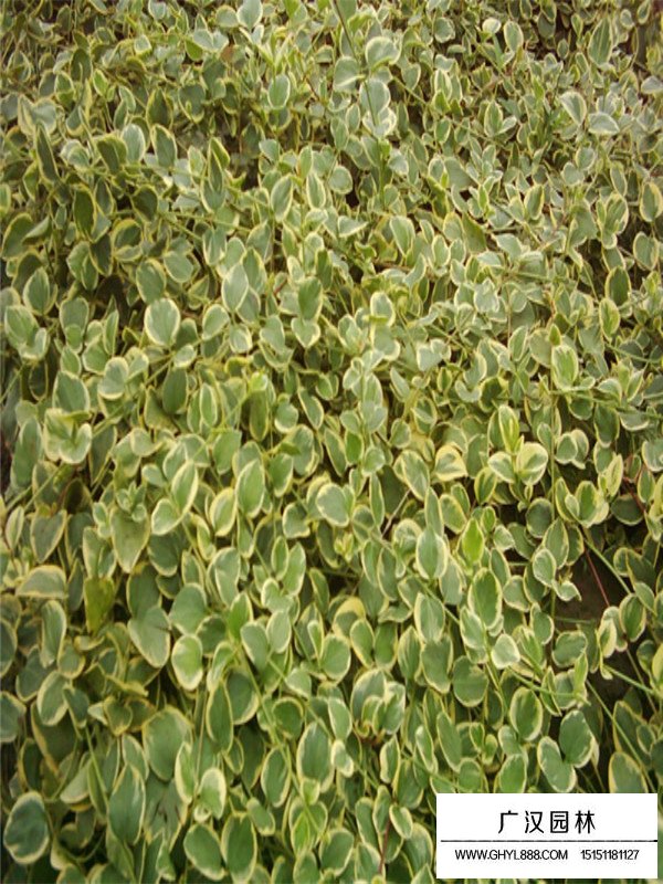 薔薇類與藤本植物的區分(圖2)