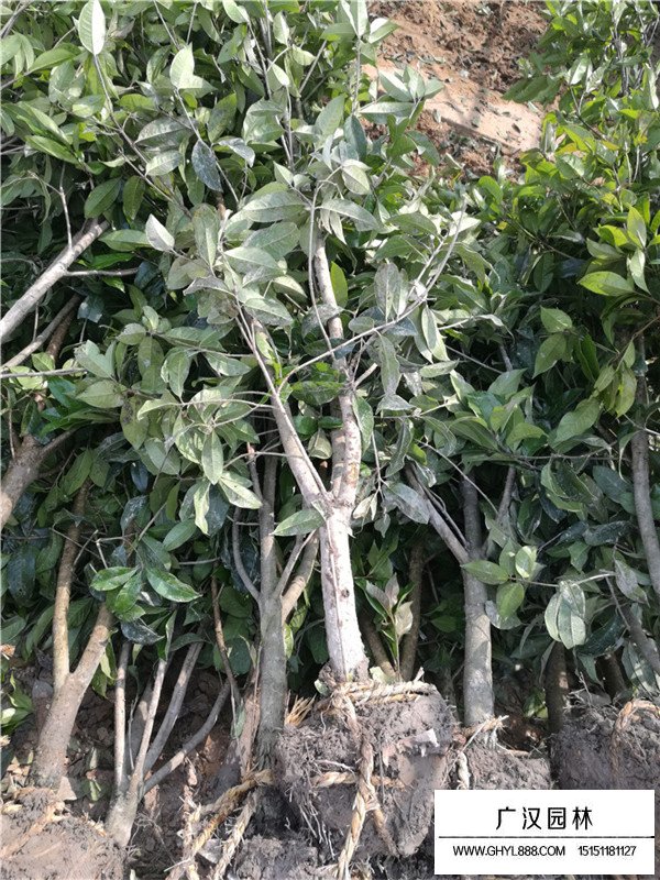 江蘇桂花樹價格(圖1)