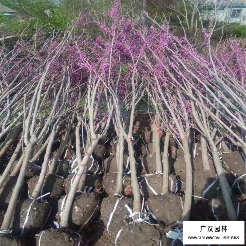 紫荊樹嫁接(圖1)