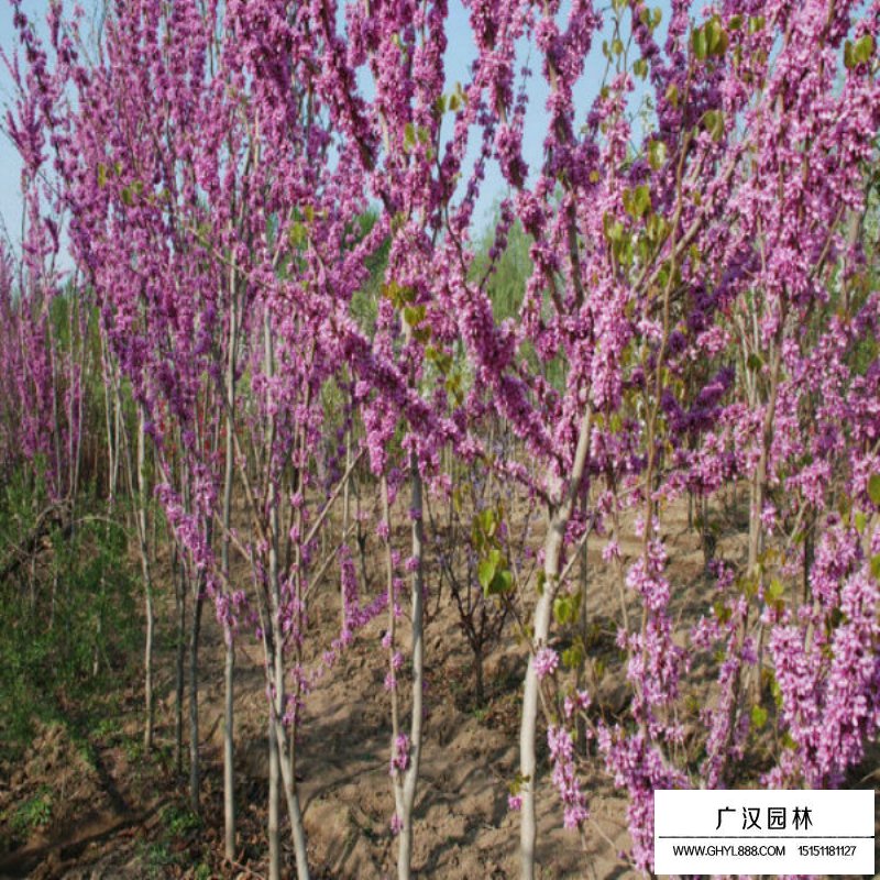 紫荊嫁接方法(圖2)