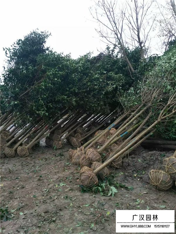 大葉女貞是常綠灌木嗎(圖3)