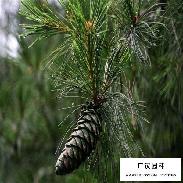 華山松的繁殖途徑(圖1)