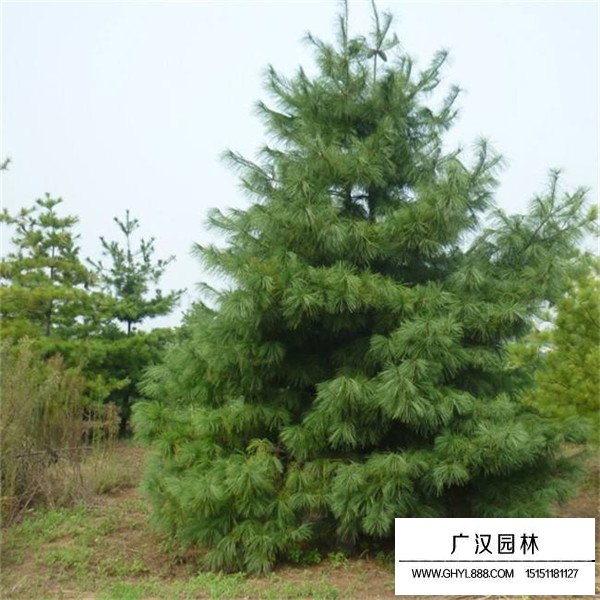 華山松的繁殖途徑(圖2)
