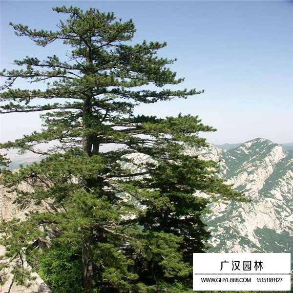 華山松的繁殖途徑(圖3)