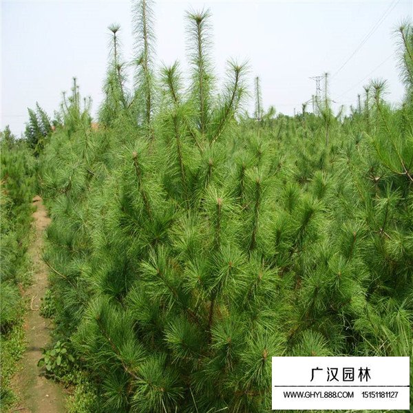 華山松的養殖方式(圖1)