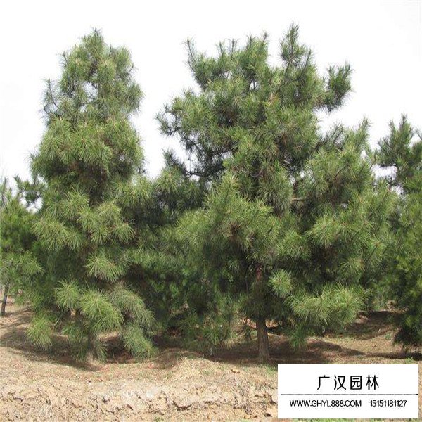 華山松的養殖方式(圖2)