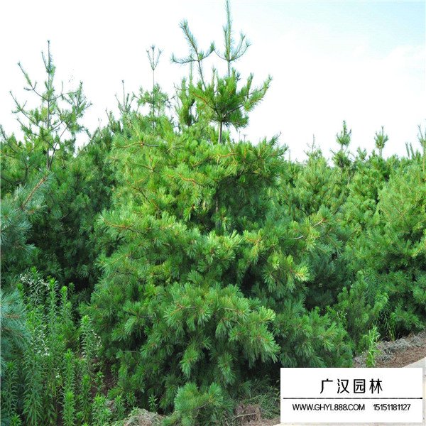 華山松的養殖方式(圖3)