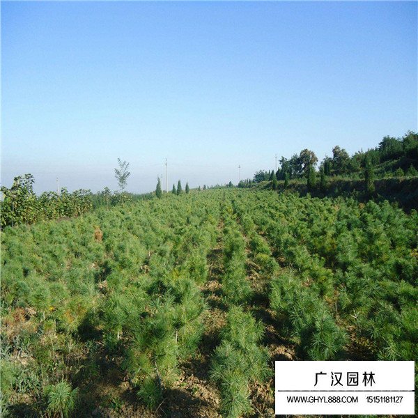 華山松的養殖方式(圖4)